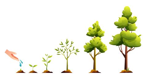 Life Cycle Of Tree Plant Growth And Development Stages Cartoon