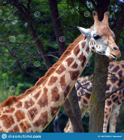 The Giraffe Giraffa Camelopardalis Stock Photo Image Of Herbivore