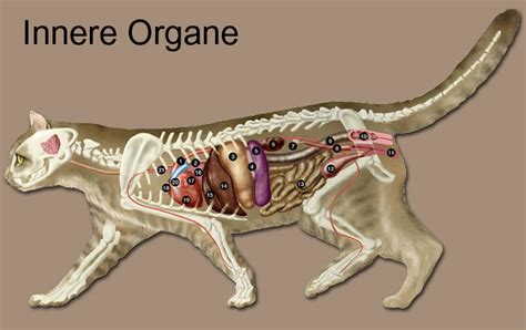 Innere Organe Der Katze