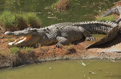 Гребнистый крокодил лат Crocodylus Porosus
