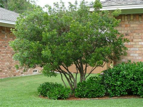 42 Best Small Zone 7 Trees Images On Pinterest Shrubs Zone 7 And Shrub
