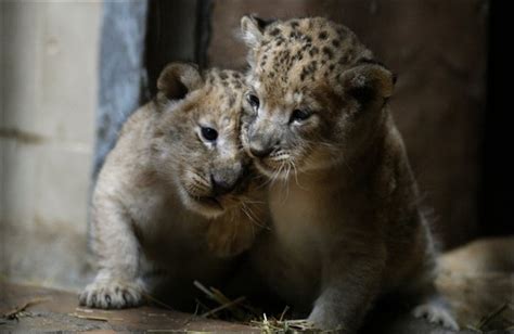 Baby Lion Twins From Bulgarian Zoo