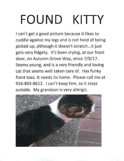 Found Cat Unknown In Elk Grove Ca Lost My Kitty