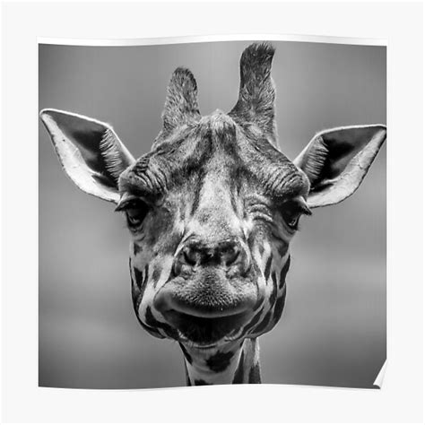 Giraffe Anxious Poster For Sale By Takhuna01 Redbubble