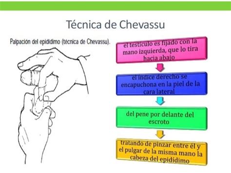 Semiologia De Genitales Y Extremidades