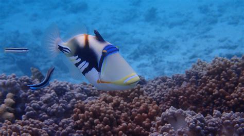 A Picasso Triggerfish A Picasso Triggerfish On The Reef At Elidahoo