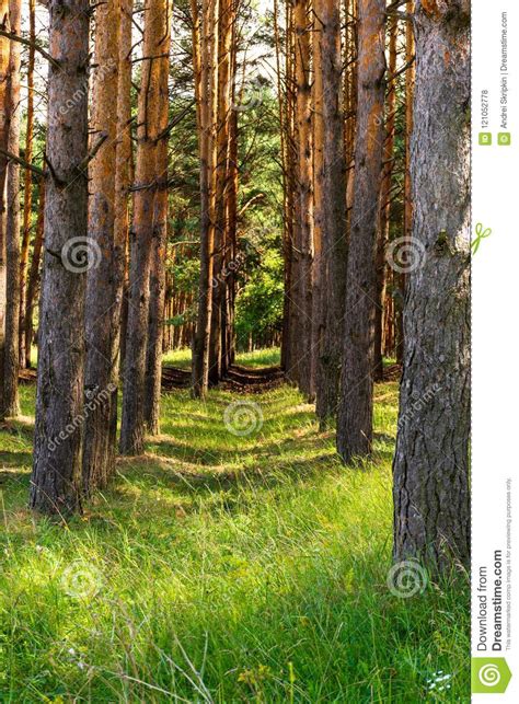Slender Rows Of Pines Juicy Green Grass Stock Photo Image Of