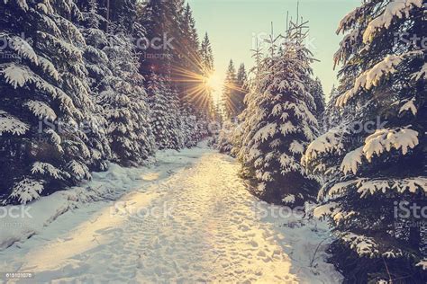 Snow Covered Pine Trees On Sunset Stock Photo Download Image Now