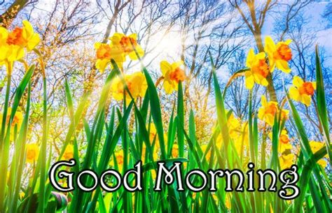 Lovely Spring Good Morning Image Good Morning Wishes Wishes Images
