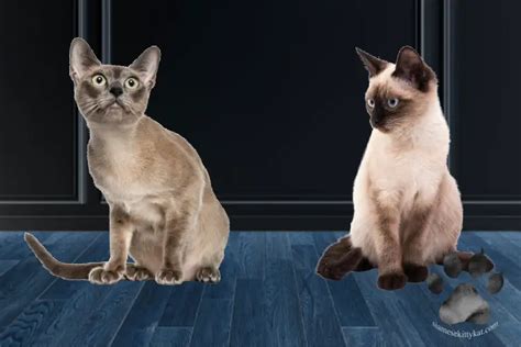 Comparing Siamese And Tonkinese Cats 3 Differences