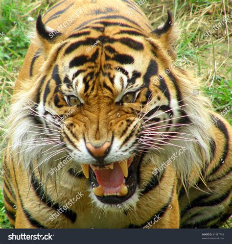 Angry Tiger Stock Photo 31487758 Shutterstock