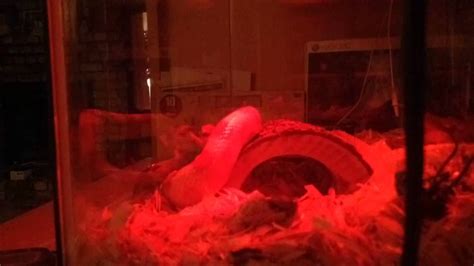 Snake Digestion Time Lapse Youtube