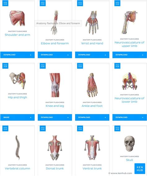 Anatomy And Physiology Flash Cards Free Printable Fre