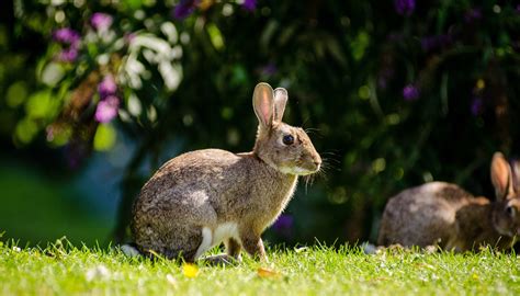 Free Photo European Rabbit Animal Cute European Free Download