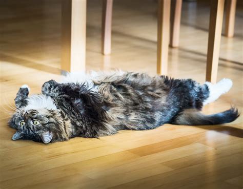 Tips To Avoid Trip And Fall Accidents With Your Cat