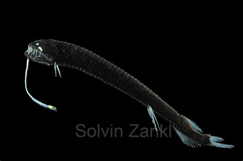 Dreamstime is the world`s largest stock photography community. Scaless black dragonfish (Melanostomias biseriatus) | Deep ...