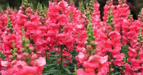 Snapdragons Care How To Grow Snap Dragon Flowers