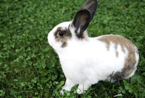 do male rabbits have nipples everything you need to know the rabbit corner