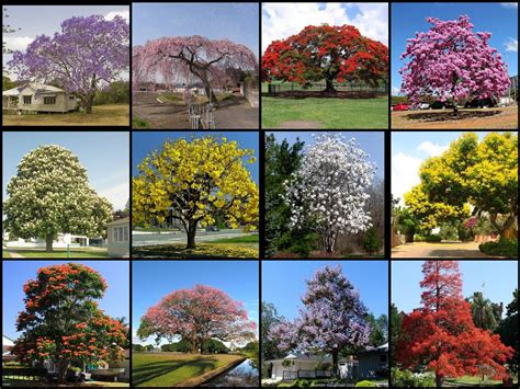 Luxury Flowering Trees Images And Names Top Collection Of Different