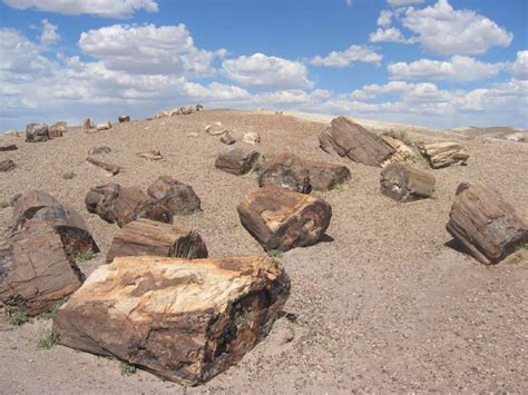 The Place Where Life Turned To Stone Woodz Petrified Forest