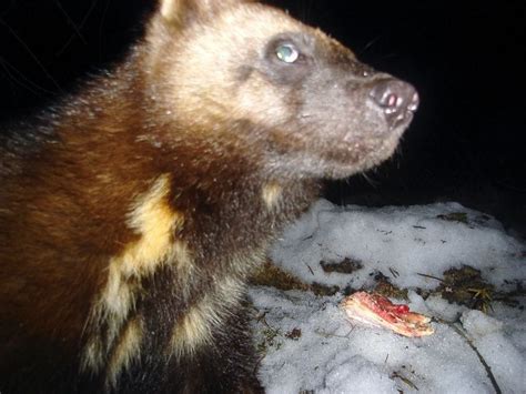 Necropsy Today In Death Of Michigans Last Wild Wolverine Results In