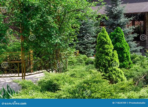 Landscape Design Evergreen Fir Trees And Shrubs Stock Image Image Of