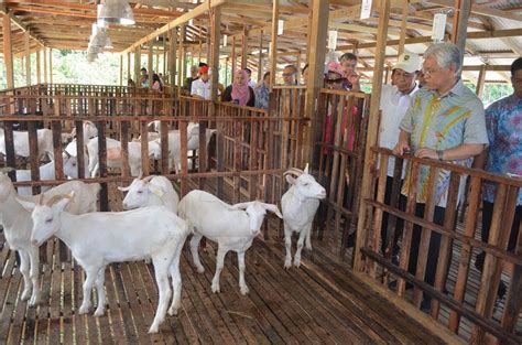 Sebelum memulai usaha peternakan kambing pe, sebaiknya peternak harus menanam rumput dan leguminosa. UniSZA Lancar Ladang Ternakan Kambing Tenesu Pertama ...