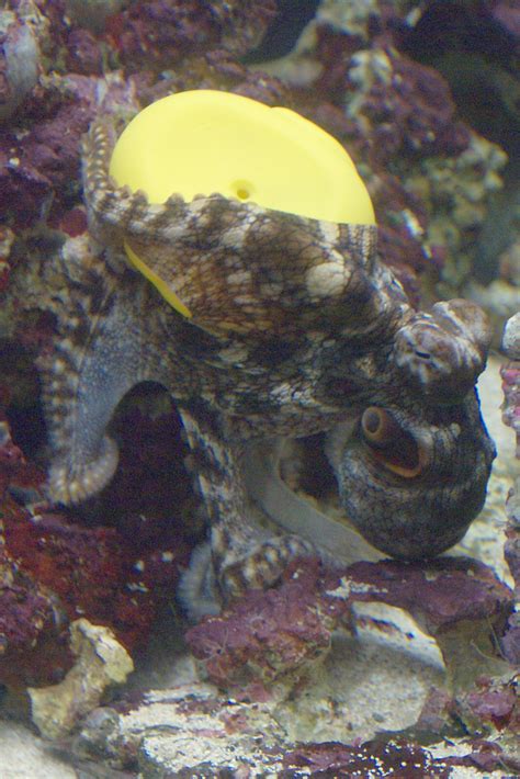 Waikiki Aquarium Hawaiian Day Octopus 4 Playing With