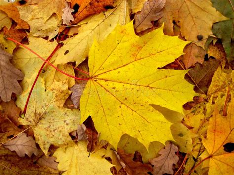 Autumn Maple Leaf Stock Image Image Of Gold Naturalness 11511001