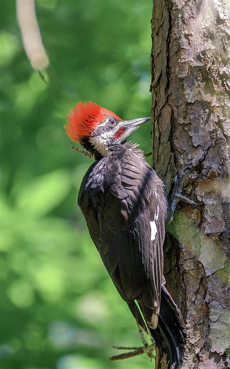 Male Pileated Woodpecker Photograph By Rob Sellers Pixels
