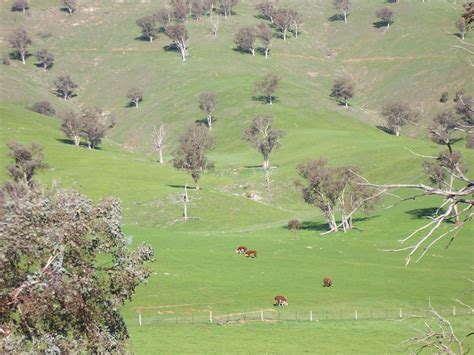 Herefords On The Hill Libby Smith Flickr