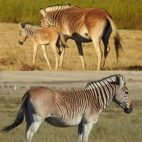 the quagga was a plains zebra spp native to the african cape it had a brown body and white limbs