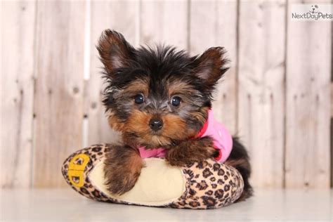 Be the first to review diamond high energy dog food 22.68kg cancel reply. Diamond: Yorkshire Terrier - Yorkie puppy for sale near ...
