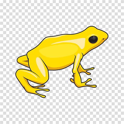 Toad True Frog Tree Frog Cartoon Yellow Line Animal Hyla Poison