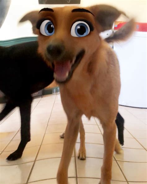 Tik tok filter turns dog into a disney character. New Snapchat Filter Makes Your Dog Look Like a Disney ...
