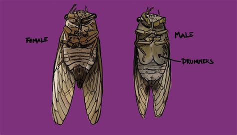 Cicadas Anatomy