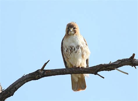 Female Red Tailed Hawk In Tree Male Soaring Behind Her May 22 2011