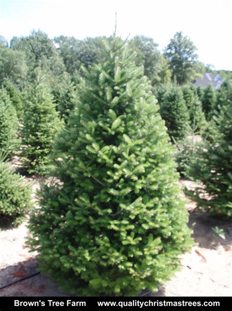 Wholesale Christmas Trees