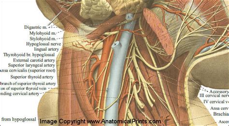 The sternum or breastbone sits in the center of the ribcage and stabilizes the thorax. Anatomical Structures of the Neck Poster 24 x 36