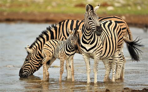 Beautiful African Animal Pictures Baby Zebra Beautiful Zebra Hd