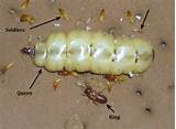Pictures of Young Termites