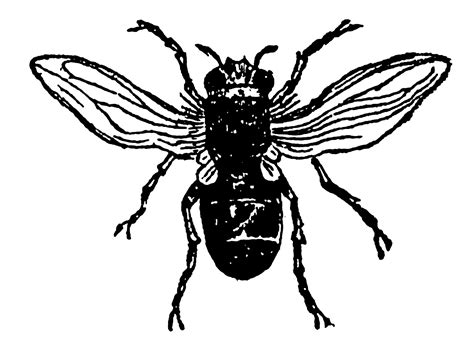 Digital Stamp Design Printable Insect Bee Fly Digital Clip Art Bug