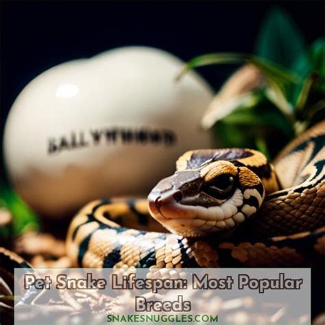 Pet Snake Lifespan Most Popular Breeds