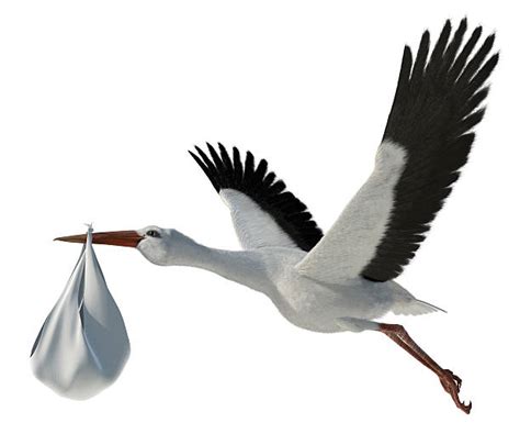 Stork With Baby Pictures Images And Stock Photos Istock