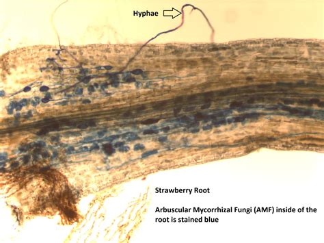 Mycorrhizal Fungi Nc State Extension