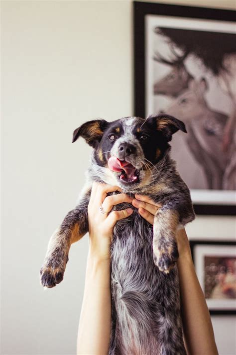 Subscribe to envato elements for unlimited photos downloads for a single monthly fee. Life With Piper, My Blue Heeler Border Collie Mix Mutt ...