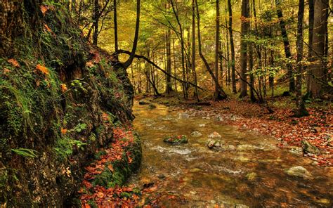 Fall Landscape Freshforest Mobile Riverdownload
