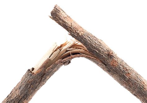 Snapped Twig Stock Photos Pictures And Royalty Free Images Istock