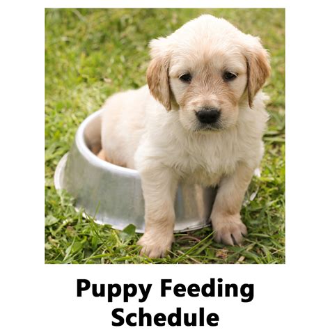 Puppy care is a great responsibility that is fun and rewarding as long as you know what to do. Practical New Puppy Care Advice To Avoid Problems