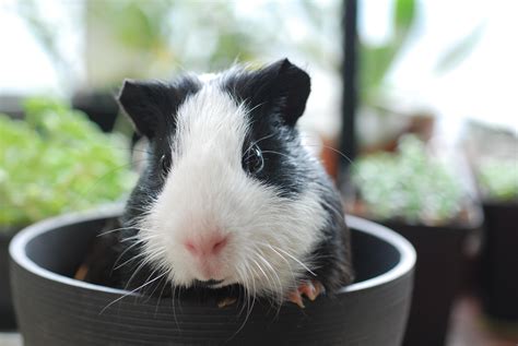 Cute Guinea Pigs Wallpapers Wallpaper Cave